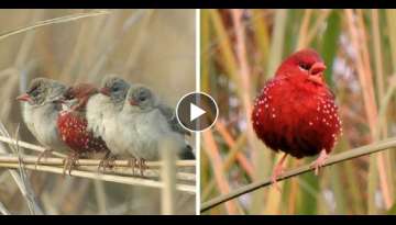 10 Photos Of Gorgeous Birds Called Strawberry Finches